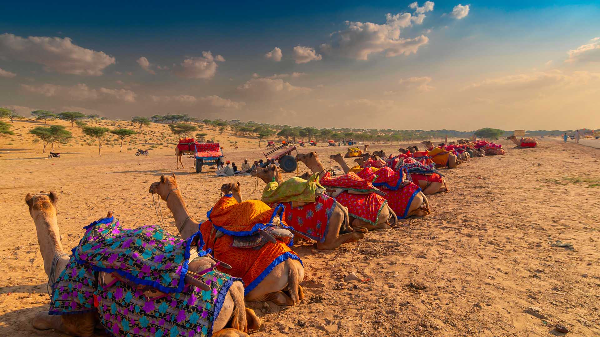 Camels with traditional dresses Thar desert Rajasthan India