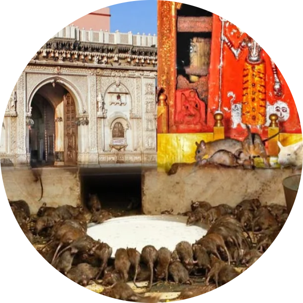 Karni Mata Temple modified