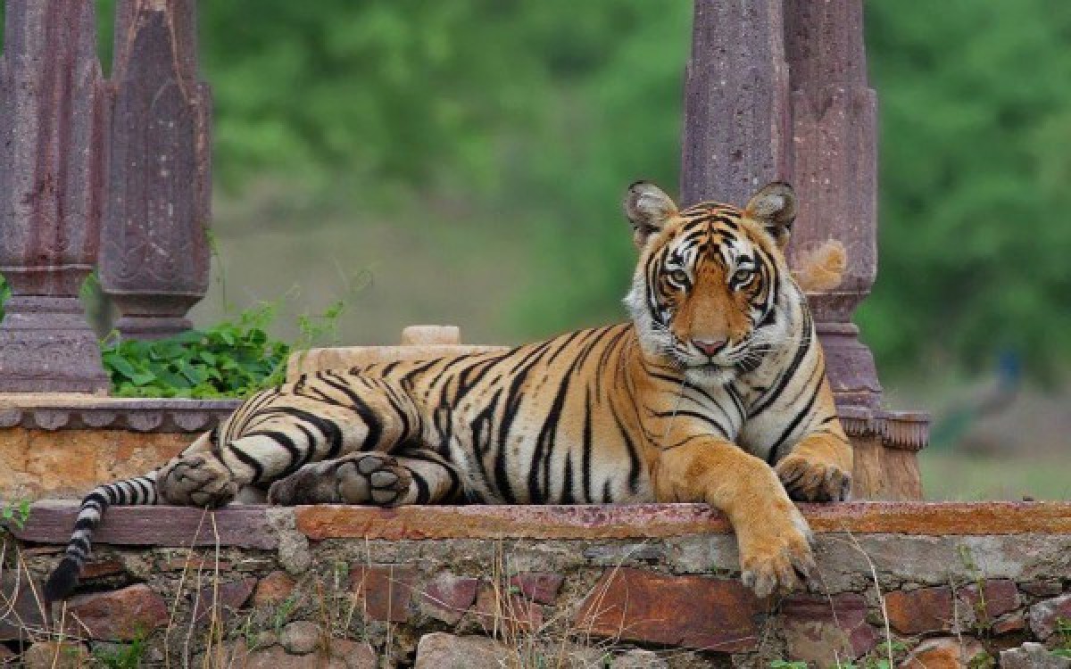 b2ap3_amp_Wildlife Photography Tour in Ranthambore National Par_20200803 070952_1 1